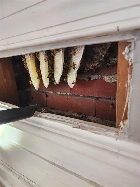 The Carey Apiary and Farm LLC gallery photo