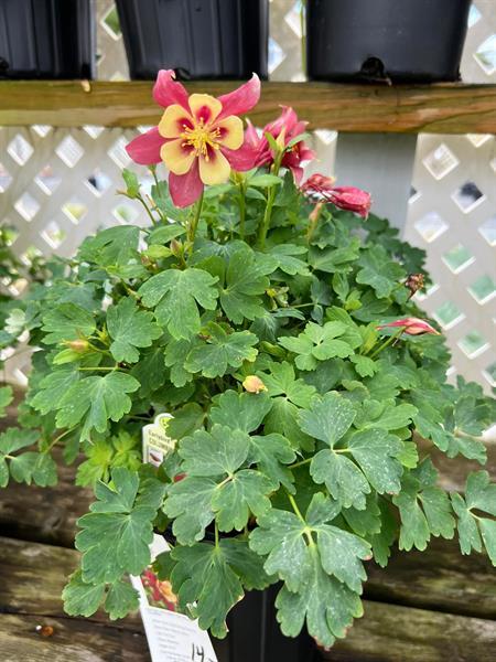Inland Bays Garden Center gallery photo