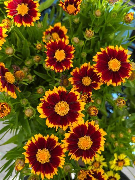 Inland Bays Garden Center gallery photo