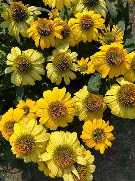 Inland Bays Garden Center gallery photo