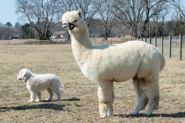 Four Acres Living Alpaca Farm gallery photo