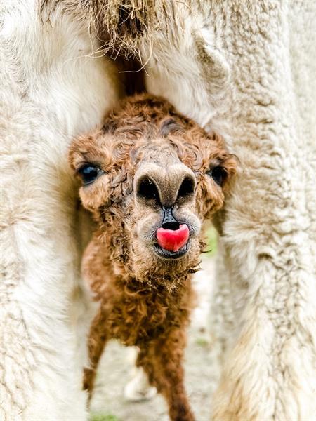 Four Acres Living Alpaca Farm gallery photo
