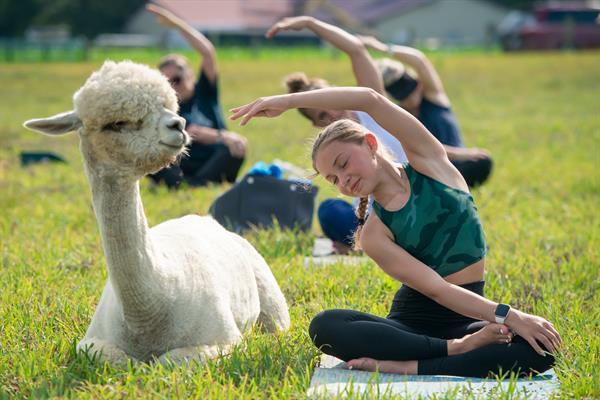 Four Acres Living Alpaca Farm gallery photo