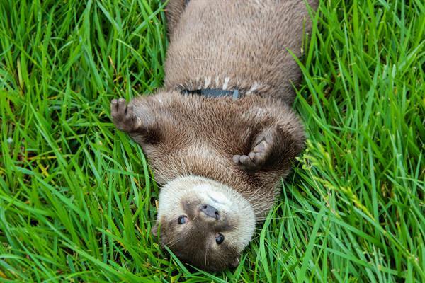 Coastal Wilds gallery photo