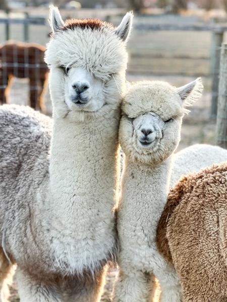 Four Acres Living Alpaca Farm gallery photo