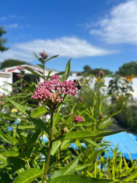 Inland Bays Garden Center gallery photo